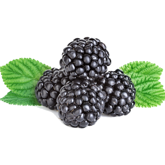 Blackberry (FlavorMonks)