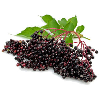 Elderberry (Perfumers Apprentice)